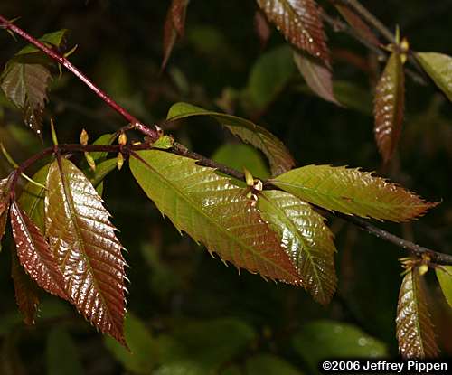 American Chestnut (Castanea dentata)