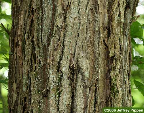 American Chestnut (Castanea dentata)