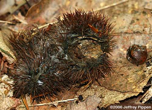 American Chestnut (Castanea dentata)