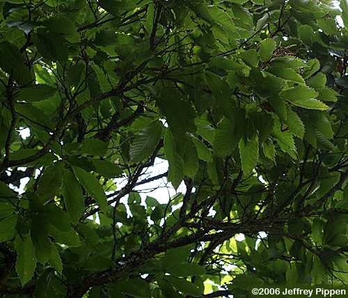 American Chestnut (Castanea dentata)