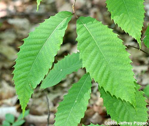 American Chestnut (Castanea dentata)