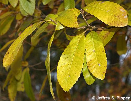 Common Chinquapin (Castanea pumila)