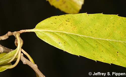 Common Chinquapin (Castanea pumila)