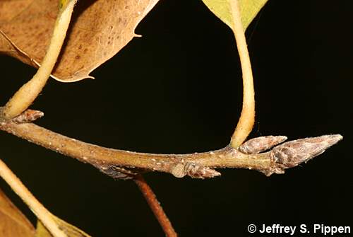 Common Chinquapin (Castanea pumila)