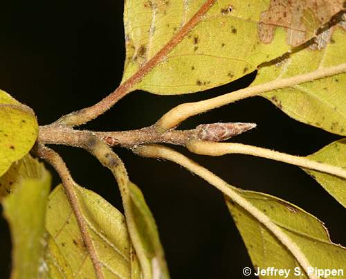 Common Chinquapin (Castanea pumila)