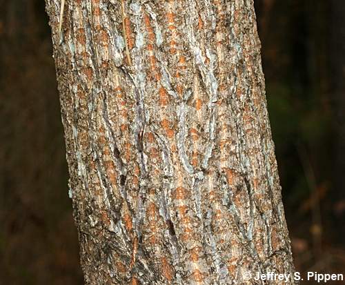 Common Chinquapin (Castanea pumila)