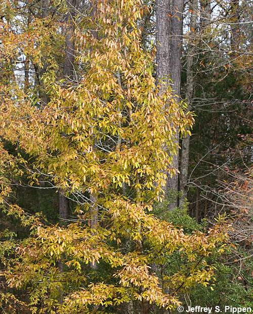 Common Chinquapin (Castanea pumila)