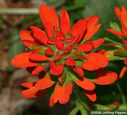 Scarlet Indian Paintbrush (Castilleja coccinea)