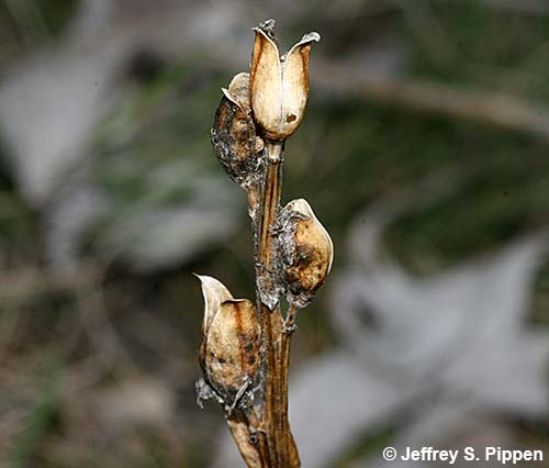Harsh Indian Paintbrush (Castilleja hispida)