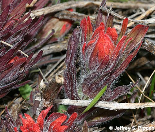 Harsh Indian Paintbrush (Castilleja hispida)
