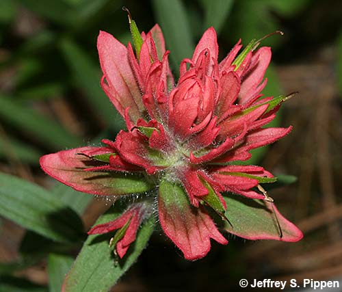 Scarlet Paintbrush (Castilleja miniata)