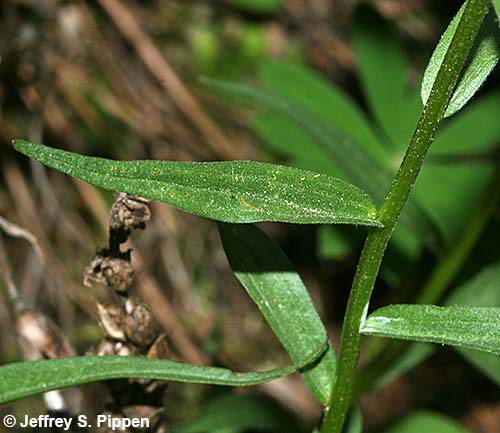 Scarlet Paintbrush (Castilleja miniata)
