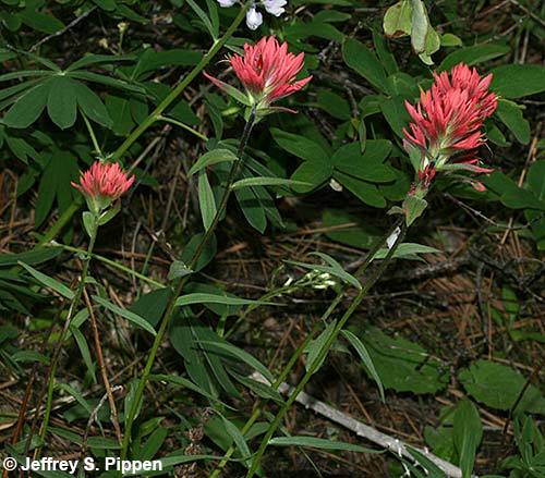 Scarlet Paintbrush (Castilleja miniata)