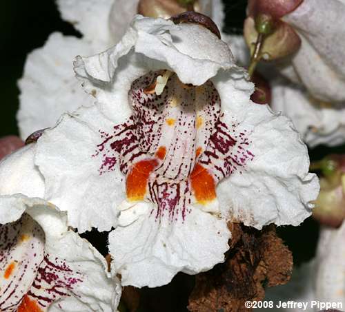 Northern Catalpa (Catalpa speciosa)