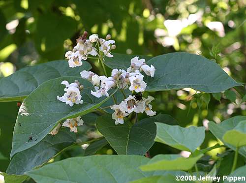 Northern Catalpa (Catalpa speciosa)