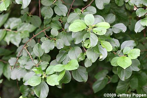 Celastrus orbiculatus (Oriental Bittersweet)