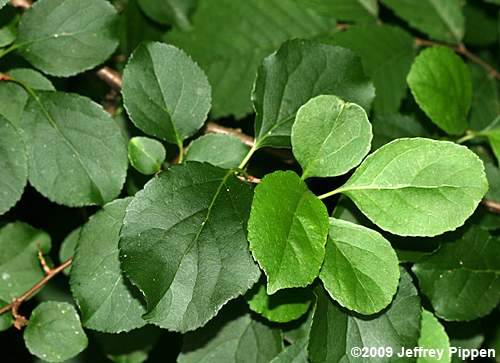 Celastrus orbiculatus (Oriental Bittersweet)