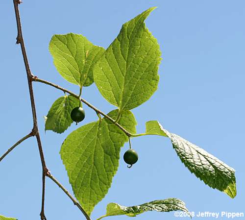 Dwarf Hackberry (Celtis tenuifolia)