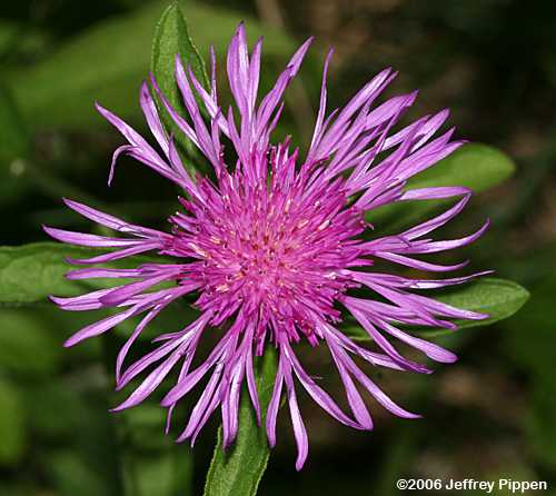Knapweed (Centaurea sp.)