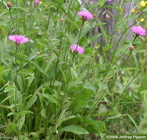 Knapweed (Centaurea sp.)