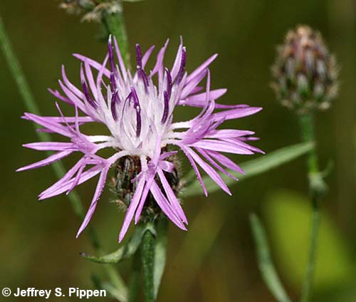 Spotted Knapweed (Centaurea stoebe)