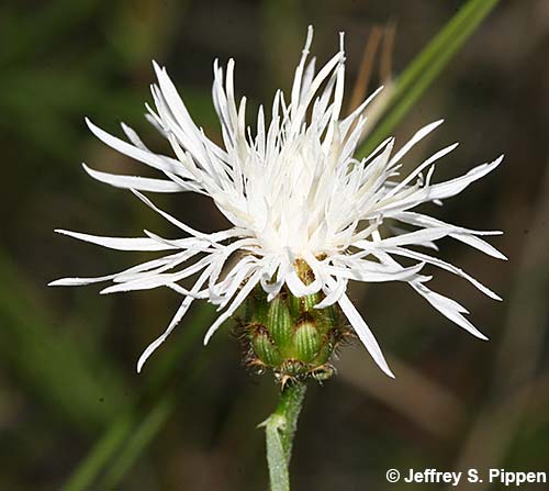 Spotted Knapweed (Centaurea stoebe)