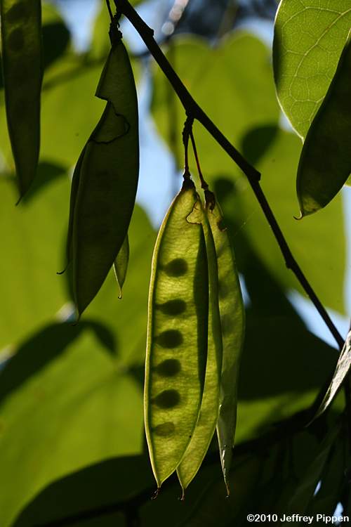 Eastern Redbud (Cercis canadensis)