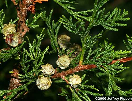 Atlantic White Cedar (Chamaecyparis thyoides)