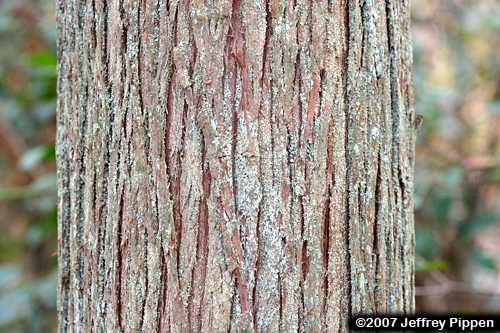 Atlantic White Cedar (Chamaecyparis thyoides)