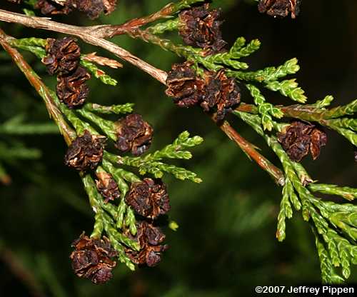 Atlantic White Cedar (Chamaecyparis thyoides)