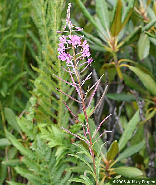 Fireweed (Chamerion angustifolium)