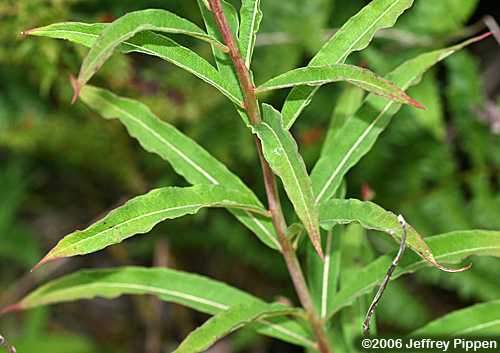 Fireweed (Chamerion angustifolium)