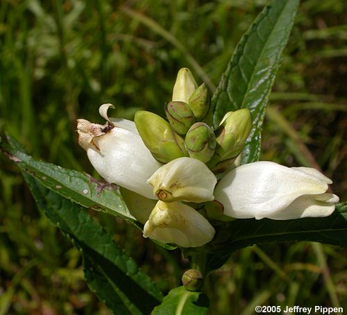 Chelone (turtlehead)