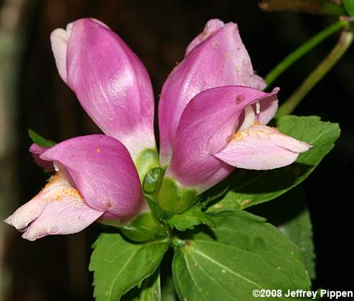 Lyon's Turtlehead, Pink Turtlehead, Appalachian Turtlehead (Chelone lyonii)