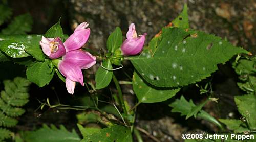 Lyon's Turtlehead, Pink Turtlehead, Appalachian Turtlehead (Chelone lyonii)