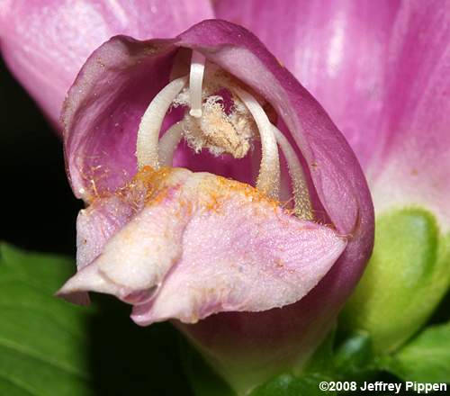 Lyon's Turtlehead, Pink Turtlehead, Appalachian Turtlehead (Chelone lyonii)