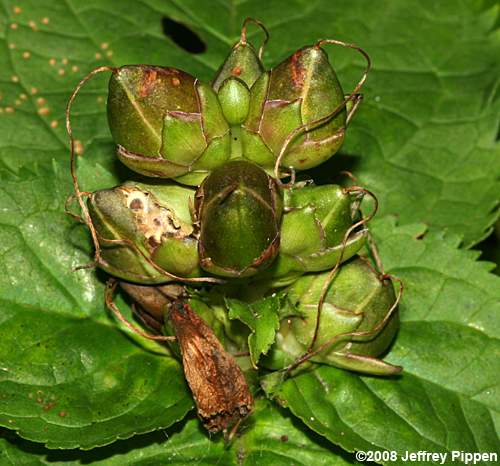 Lyon's Turtlehead, Pink Turtlehead, Appalachian Turtlehead (Chelone lyonii)