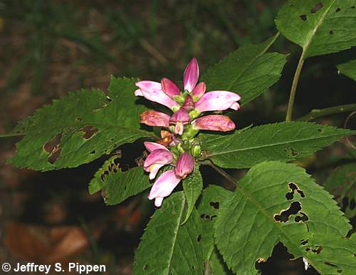 Lyon's Turtlehead, Pink Turtlehead, Appalachian Turtlehead (Chelone lyonii)