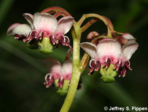 Prince's Pine, Pipsissewa (Chimaphila umbellata)