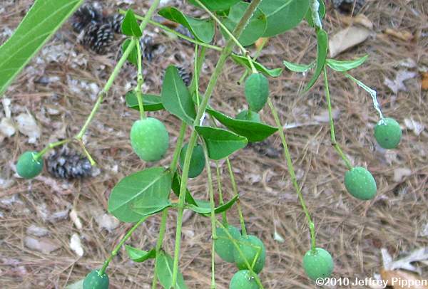 Fringetree, Old Man's Beard (Chionanthus virginicus)
