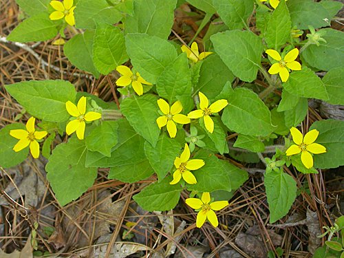 Green-and-gold (Chrysogonum virginianum)