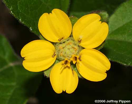 Green-and-gold (Chrysogonum virginianum)