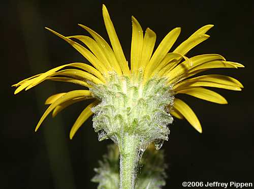 Cottony Goldenaster, Cottonleaf Golden-aster (Chrysopsis gossypina)