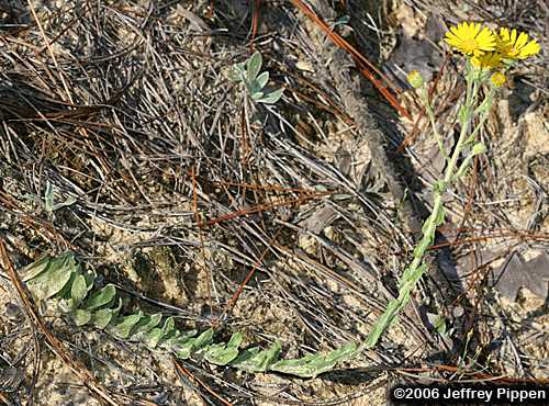 Cottony Goldenaster, Cottonleaf Golden-aster (Chrysopsis gossypina)