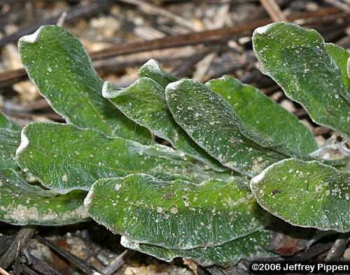 Cottony Goldenaster, Cottonleaf Golden-aster (Chrysopsis gossypina)