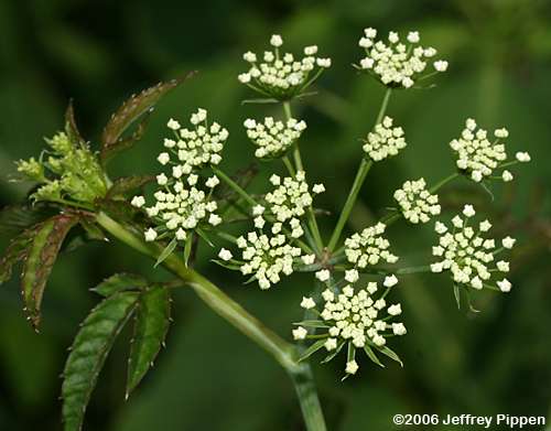 Spotted Water Hemlock (Cicuta maculata)