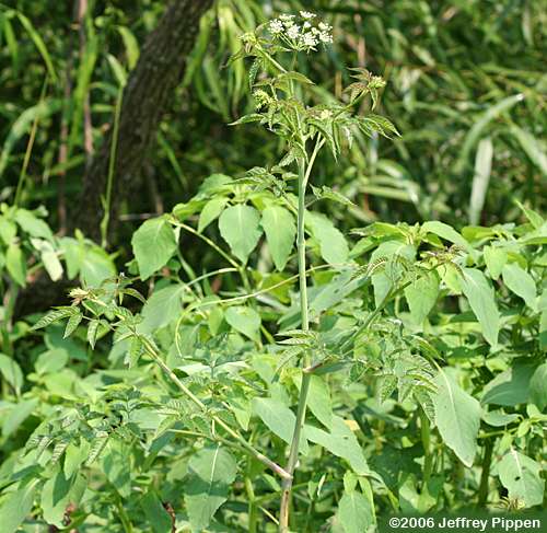 Spotted Water Hemlock (Cicuta maculata)