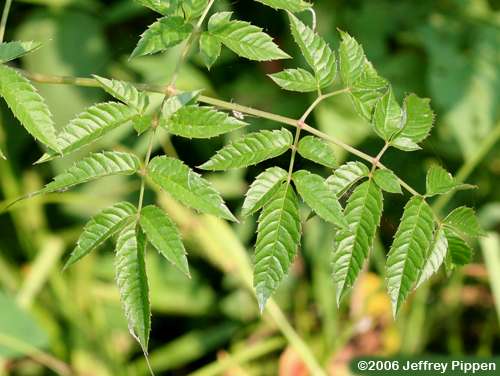 Spotted Water Hemlock (Cicuta maculata)