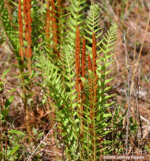 Cinnamon Fern (Osmunda cinnamomea)