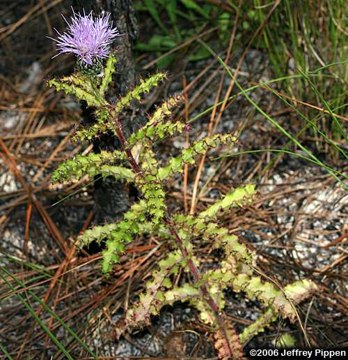 Sandhill Thistle (Cirsium repandum)